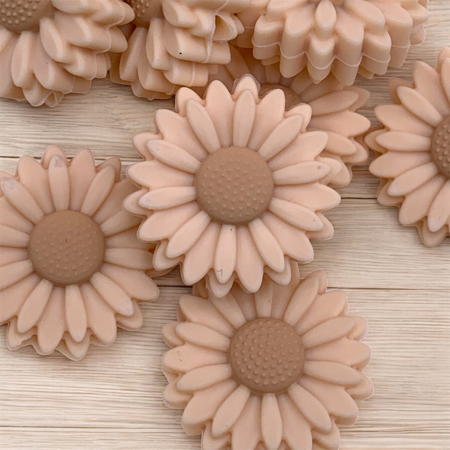 Navajo white Daisy (Pack Of 5)